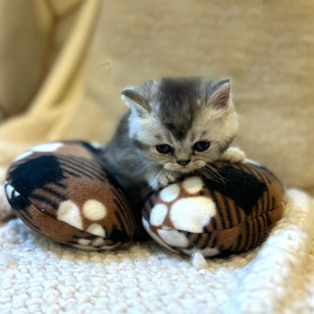 NEW Lazzzy Pawz Calming Pillow